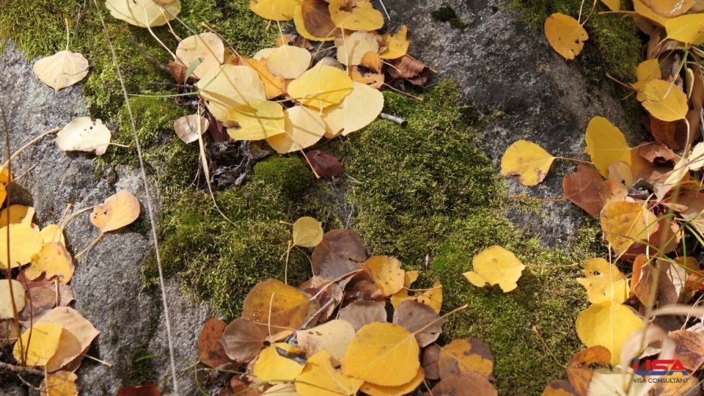 USA Visa Consultant - Aspen